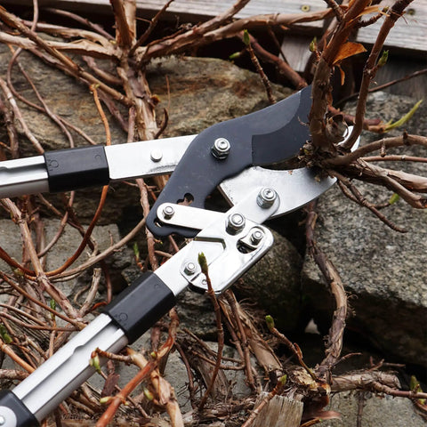 Double Ratcheting Anvil Lopper With Extendable Handles 26 To 40 Inches cutting dead branches against a stone wall