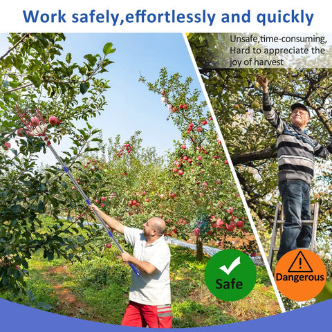 Person using Long Reach Fruit Picker Pole With Basket, 13 Ft Telescoping Tree Picker Tool, demonstrating ground harvesting.