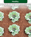 Coco Coir Organic Top Soil For Indoor And Outdoor Plants From A 4 Brick Pack That Expands To 10 Gallons used with green cabbages.