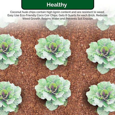 Coco Coir Organic Top Soil For Indoor And Outdoor Plants From A 4 Brick Pack That Expands To 10 Gallons used with green cabbages.