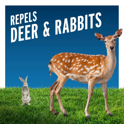 Deer and rabbit on grass with text 'Repels Deer & Rabbits', related to Deer And Rabbit Repellent 2 Pack Ready To Use Gallon Rain Resistant Spray.