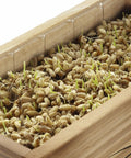 Indoor Cat Grass Kit With Four Seed Packets, Wooden Planter, Coconut Coir Soil Discs, And Mini Tools For Nipping And Nibbling, wheatgrass sprouting