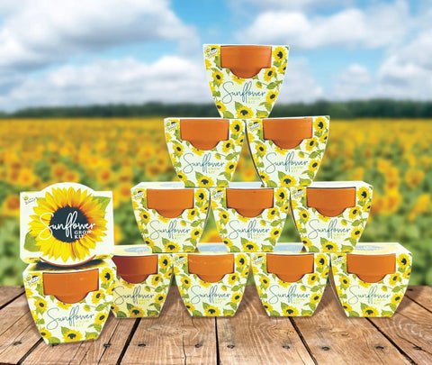 All In One Sunflower Mini Terracotta Pot Grow Kit 12 Pack For Indoor And Outdoor Gardens Seed Starter on wooden table