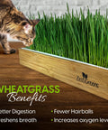 Easy Setup Self Watering Cat Grass Kit Lets You Grow Fresh Living Cat Grass At Home In Five To Seven Days No Soil No Mess Organic Wheatgrass Seeds Large Reusable Indoor Tray For Indoor Cats with cat
