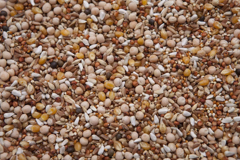 Close-up of Show Pigeon Mix With Safflower Seed For Performers And Show Pigeons, 14 Percent Protein, 8 lb Bag