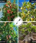 Collage of fruit trees and bonsai with a central image of Fruit Tree Limb Spreader Set Of 20 7 Inch Branch Puller With Plastic Hose Wrapped Iron Wire Durable Open Angle Tool For Safe Branch Spreading In Garden Orchard Workhorse Yard Must Have.