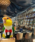 Parrot wearing Bird Diaper Harness Tuxedo Flight Suit With Waterproof Inner Layer in a stylish dining room.