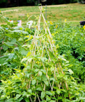 Expandable Bamboo Teepee Trellis for Climbing Plants in a lush garden, covered with vines, showcasing eco-friendly natural bamboo.
