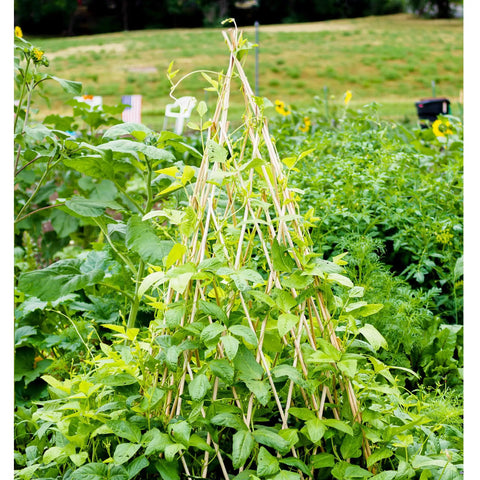 Expandable Bamboo Teepee Trellis for Climbing Plants in a lush garden, covered with vines, showcasing eco-friendly natural bamboo.