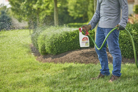 Person spraying lawn with Ready To Spray Outdoor Insect Killer With Hose End Sprayer For Lawn And Landscape in garden setting.
