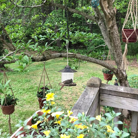 Heavy Duty 12 Inch S Hooks With Safety Buckle For Hanging Plants And More, used in garden to hang bird feeder on tree branch