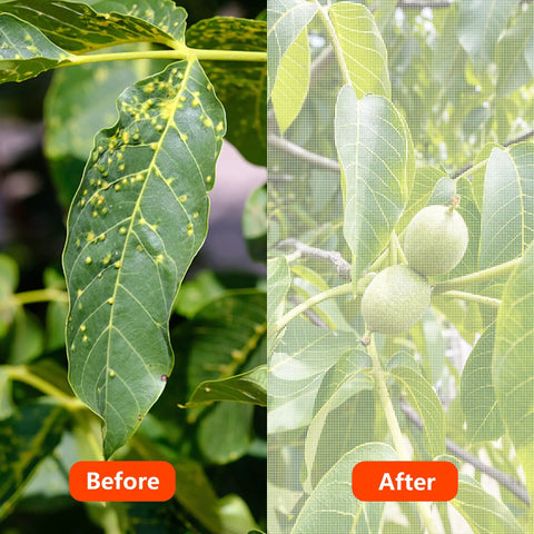 Before and after of plant with Insect And Bird Barrier Garden Netting 20 X 10 Feet Easy Cut Plant Cover shielding from pests
