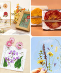 Collage of pressed flowers artwork using 11x11 Inch 10 Layer Flower Press Kit For Diy Crafts Pressed Flowers And Plant Pressing Ideal For Wedding Bouquets Spring Blooms Herbs And Leaves To Create Totally Dried Florals Keepsakes Frames And Centerpieces.