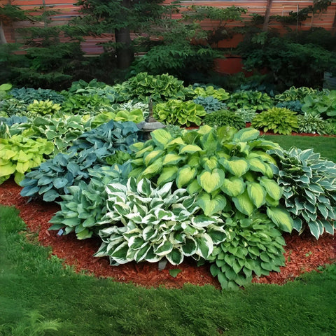 Shade Garden Hosta Seeds For Easy Care Perennials To Create Lush Borders And Container Displays With Low Maintenance Green Foliage Ideal For Dark Corners Partial Shade And Gift Worthy, hosta border bed