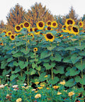 Sunforest Mix Sunflower Seeds Pack Of 100 For Giant 10 To 15 Feet Tall Sunflowers With 36 Inch Spreads, 12 Inch Blooms, Full Sun