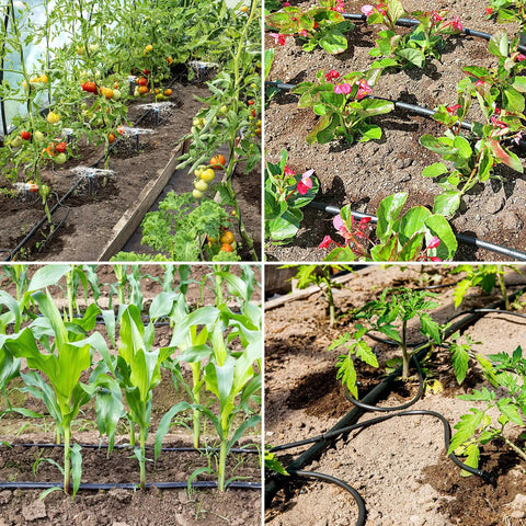 Half Inch Drip Irrigation Tubing 49.2 Feet Main Garden Watering Line installed in vegetable garden