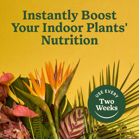 Straight Fire Liquid Plant Food For Indoor Houseplants And Potted Greens With Fast Absorbing Nutrients To Give Your Greenery A Dope Boost And Build Rock Solid Roots For Zero Sweat Care 8 Fl Oz Two Pack with vibrant indoor plants.
