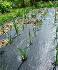 Heavy Duty 4Ft X 100Ft Weed Barrier Landscape Fabric Rolls For Gardens And Yards used in a vegetable garden with growing onions.