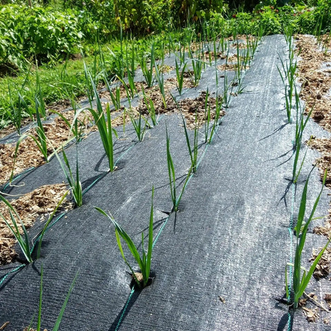 Heavy Duty 4Ft X 100Ft Weed Barrier Landscape Fabric Rolls For Gardens And Yards used in a vegetable garden with growing onions.