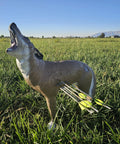 Howling Coyote 3D Archery Target With Dura-Flex Foam Self-Healing Core in grassy field with arrows