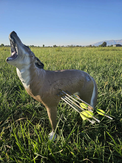 Howling Coyote 3D Archery Target With Dura-Flex Foam Self-Healing Core in grassy field with arrows