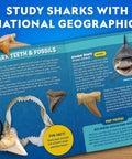 Shark Tooth Dig Kit Excavate Replica Fossils From Ancient Sharks And Make A Shark Tooth Necklace STEM Science Kit for kids.