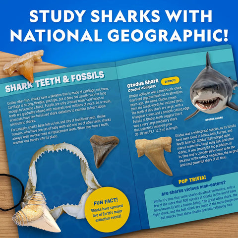 Shark Tooth Dig Kit Excavate Replica Fossils From Ancient Sharks And Make A Shark Tooth Necklace STEM Science Kit for kids.