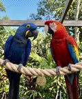 Two parrots perched on a heavy duty hemp rope 1 inch thick and 100 feet long for crafts, hammocks, nautical decor, and outdoor projects.