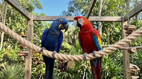 Two parrots perched on a heavy duty hemp rope 1 inch thick and 100 feet long for crafts, hammocks, nautical decor, and outdoor projects.