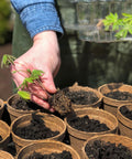 Person planting in Awesome Biodegradable 3-Inch Peat Pots for Super Easy Organic Seed Starting with Built-In Drainage Holes