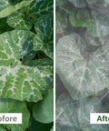 Leafy plants with "Before" exposed to pests and "After" protected by Fortify Your Garden With A 4 By 10 Foot Plant Netting Pest Barrier
