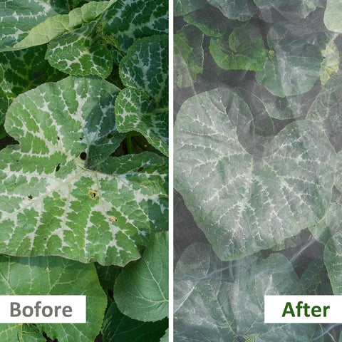 Leafy plants with "Before" exposed to pests and "After" protected by Fortify Your Garden With A 4 By 10 Foot Plant Netting Pest Barrier