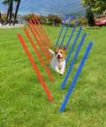 Dog running through All-In-One Dog Agility Training Kit With Adjustable Poles Jump Run Obedience Set in the backyard