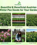 Infographic of Austrian Winter Peas Seeds For Planting 10 Lb Bag showing benefits like pollinator friendly and drought tolerant.