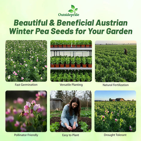 Infographic of Austrian Winter Peas Seeds For Planting 10 Lb Bag showing benefits like pollinator friendly and drought tolerant.
