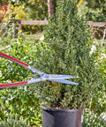 PrecisionCUT Aluminum Hedge Shears With Lightweight Ergonomic Handles trimming a shrub in garden