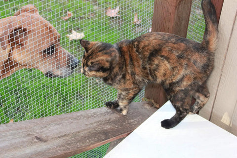 Cat and dog separated by Hardware Cloth 24 Inch By 25 Foot Galvanized Mesh Roll With One Quarter Inch Square Openings