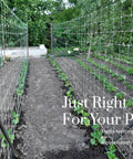Garden with Heavy Duty Trellis Netting 5 X 350 Feet White Polyester supporting vegetable rows
