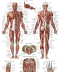Muscular system anatomy chart, part of Three Pack Periodic Table Poster And Muscular And Skeletal System Anatomy Charts 18x24 inches laminated.