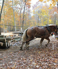 A horse pulling logs while a man guides the team in a forested area with autumn foliage. Top Shelf Kiln Dried Red Oak Board One Eighth Inch Thick By Four To Five Inches Wide And Twenty Four Inches Long Solid Hardwood Plank For Diy Projects Straight Up Quality Craft Lumber Pieces.
