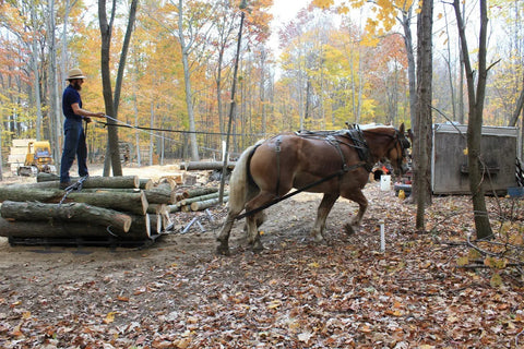 A horse pulling logs while a man guides the team in a forested area with autumn foliage. Top Shelf Kiln Dried Red Oak Board One Eighth Inch Thick By Four To Five Inches Wide And Twenty Four Inches Long Solid Hardwood Plank For Diy Projects Straight Up Quality Craft Lumber Pieces.