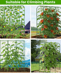 U Shaped Garden Cucumber Trellis For Raised Beds A Sturdy 62 Inch Tall Metal Plant Support For Climbing Veggies