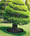 Tree in garden with 236 Ft Garden Landscape Edging Kit With 2 Inch Tall Border 216 Anchoring Spikes 21 Connectors Flexible Plastic Border Roll For Grass Yard Black Easy To Install