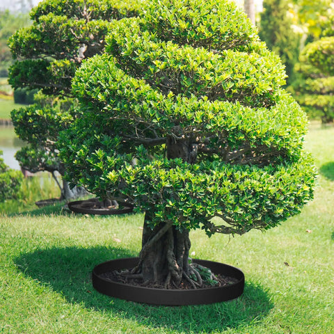 Tree in garden with 236 Ft Garden Landscape Edging Kit With 2 Inch Tall Border 216 Anchoring Spikes 21 Connectors Flexible Plastic Border Roll For Grass Yard Black Easy To Install