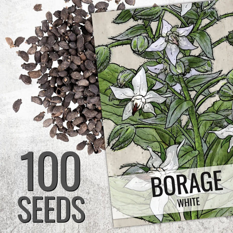 Borage Seeds For Planting Blue And White Star Flowers Non GMO Heirloom And Untreated Garden Seeds For Indoors Or Outdoors Use Easy To Grow And Self Seed Pollinator Friendly 2 Packets