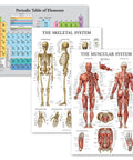 Three Pack Laminated 3 Mil Periodic Table Of Elements Poster Grey And Muscular And Skeletal System Anatomy Posters 18 By 24 Inches Tear Resistant Durable Classroom Wall Charts For Students And Homeschool Learning