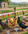 Game Dropping Drip Free Chicken Water Nipples 100 Pack Automatic Poultry Drinkers with chickens and ducks at a watering system.