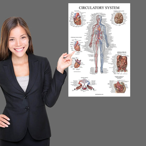 Sixteen Pack Anatomy Posters Set Laminated 18 By 24 Inches Includes Muscular Skeletal Digestive Respiratory Circulatory System Poster