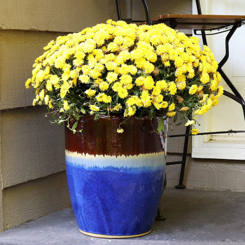Captivating Vista 14 Inch Ceramic Planter For Indoor And Outdoor Use, Big Ol Beachcomber Style Plant Pot with yellow flowers