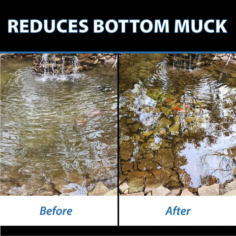 Before and after image of pond using MuckOff Pond Muck Treatment For Water Gardens And Bird Baths With Natural Bacteria And Enzymes